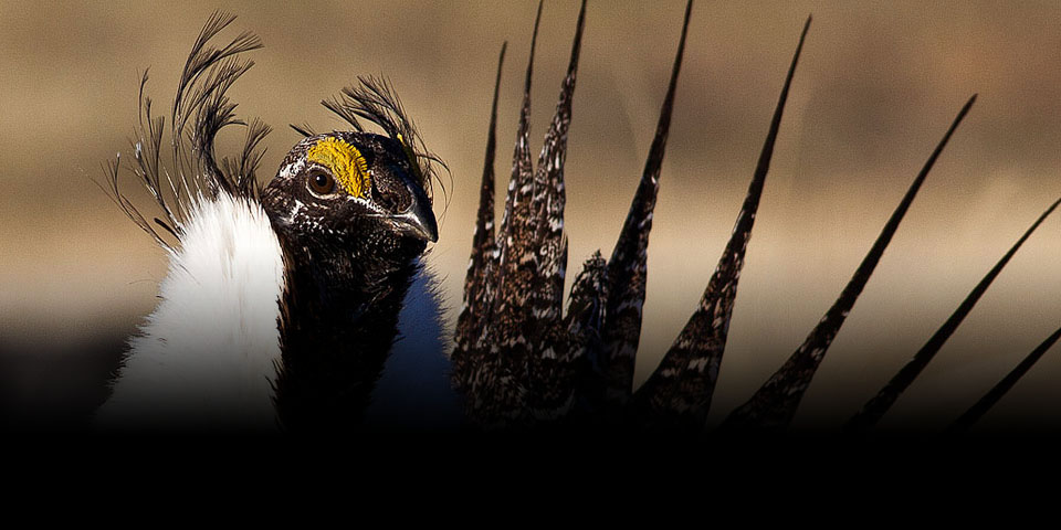 Greater Sage-Grouse 