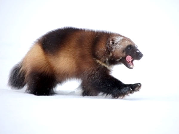 Wolverine walking through the snow. Credit: Steve Kroschel. 