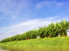 Row of plants and blue sky (Shutterstock)