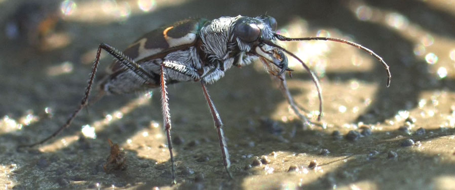 Salt Creek Tiger Beetle. Credit: Bradley A. Mills.