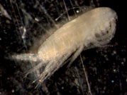 Large Copepod