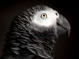 Close-up of African grey parrot (Shutterstock)