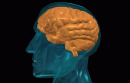 3D Illustration of the Human Brain