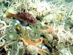 A juvenile rockfish amongst a variety of brittle stars and sea stars