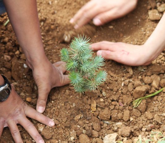 Close de dois pares de mãos plantando mudas de cedro (Cortesia: Iniciativa de Reflorestamento do Líbano)