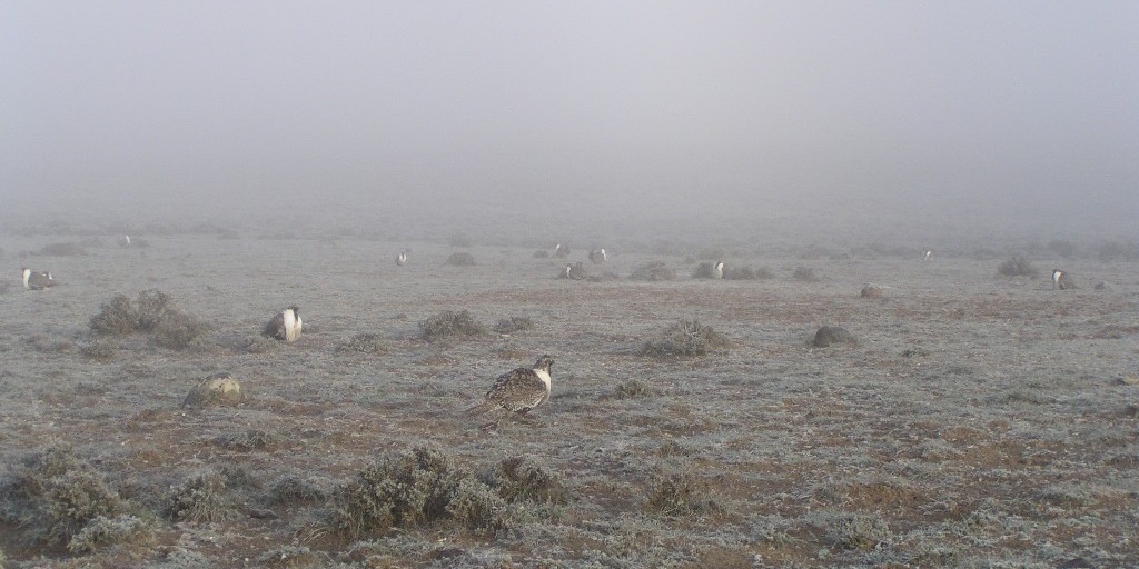 Colorado Northwest District Greater Sage-Grouse. Photo by Megan Maguire