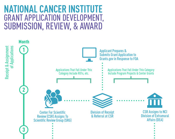 NCI Grants Application Development, Submission, Review, and Award Infographic