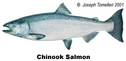 Chinook salmon