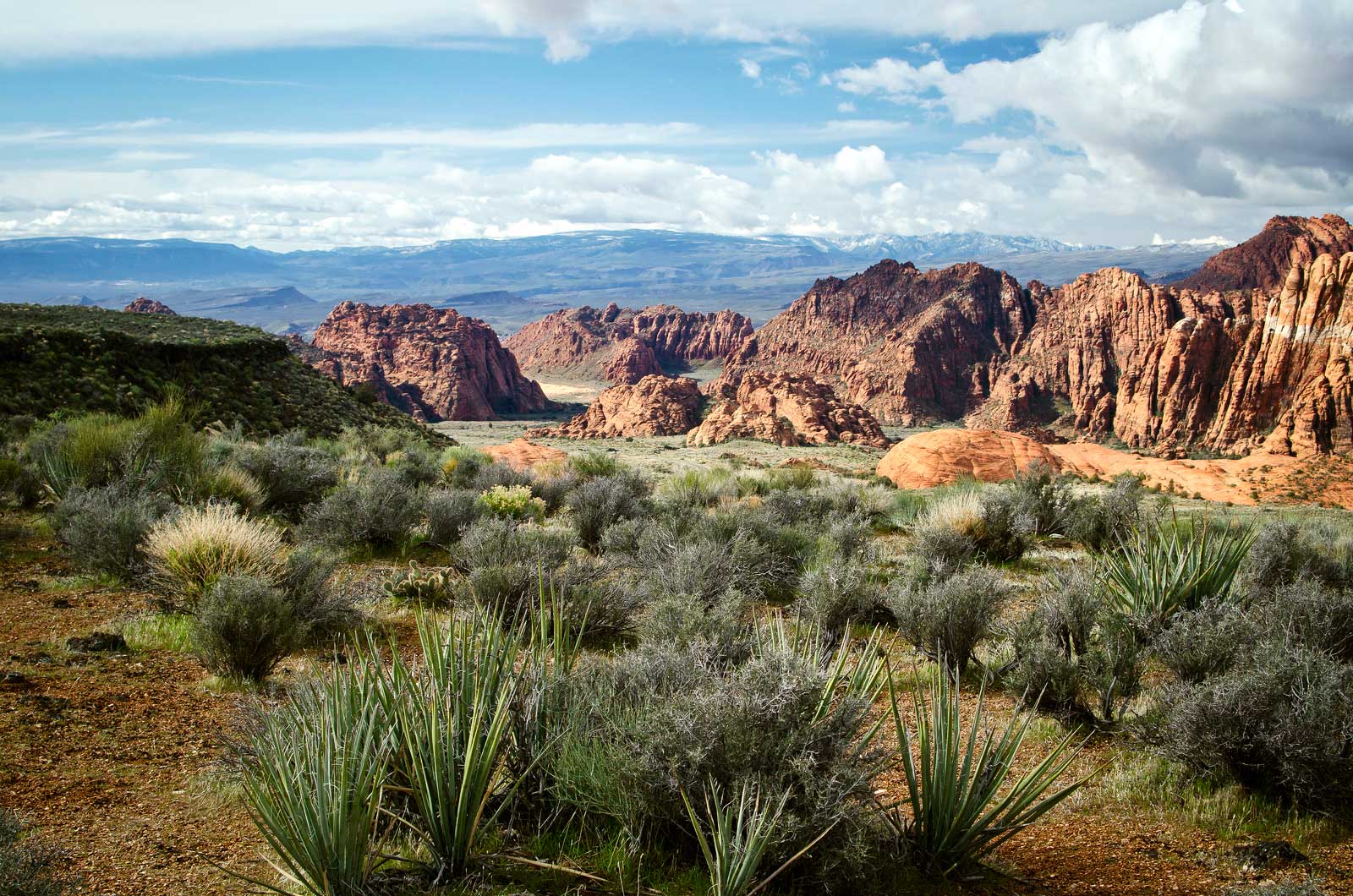 Red Cliffs Desert Tortoise Reserve