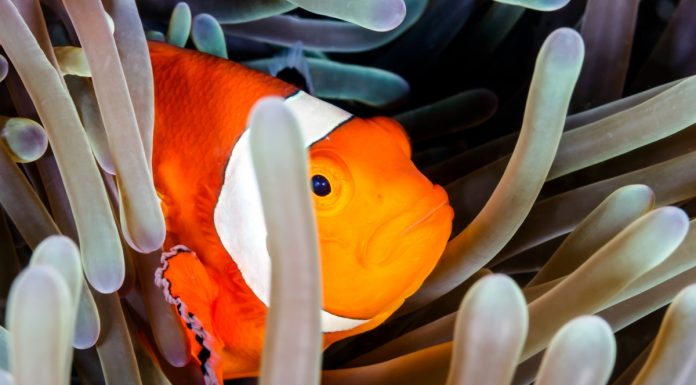 Clownfish in coral reef (© Richard Whitcombe/Shutterstock)