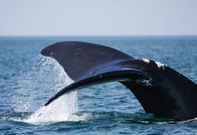 Whale tail lifting out of water (NOAA)