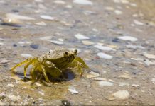Crab walking on beach (Shutterstock)
