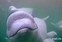 Beluga whales swimming (© AP Images)