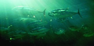 School of Atlantic bluefin tuna (NOAA)