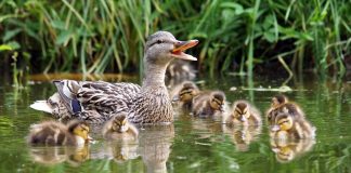 Une cane et ses canetons, sur l’eau (Thinkstock)