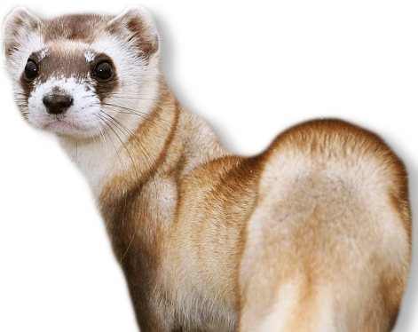 Photo of a Black-footed Ferret. Credit: J. Michael Lockhart/USFWS