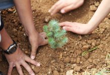 Imagen de dos pares de manos plantando retoños de cedro (Foto cedida por la Iniciativa para la Reforestación del Líbano)