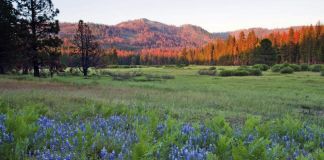 Prado coberto de flores leva à colina no Parque Nacional de Yosemite (© AP Images)