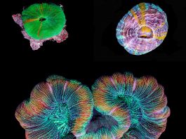 Três espécies de corais (Cortesia: Antonio Rodríguez Canto)Os corais se movem quando comem, respiram e se reproduzem. Um vídeo chamado “As Cores dos Corais” captura esse movimento em cores vivas (Foto: cortesia)