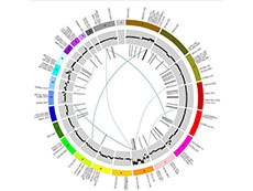 This multicolor circular plot, called a Circos plot, visualizes genomic variations, such as mutation patterns, copy number variations, expression patterns, and methylation patterns.