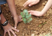 Gros plan sur deux paires de mains en train de mettre en terre un plant de cèdre (Photo offerte par la Lebanon Reforestation Initiative)