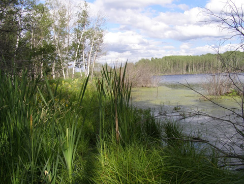 Photo of a wetland. Credit: Robert Appleton