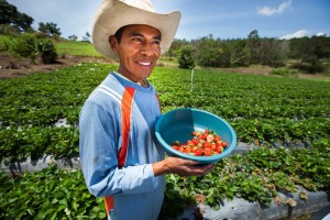 Emiliano Dominguez Gonzalez displays his recently harvested strawberries in Honduras. Feed the Future helped nearly 7 million farmers like Emiliano last year boost harvests by using new and improved technologies and agricultural practices. / USAID-ACCESO/Fintrac Inc.