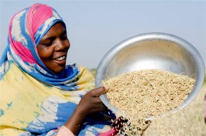 By partnering with local companies in Senegal’s rice value chain, USAID is working to increase food security and decrease poverty. / USAID/Senegal.