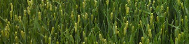 Field of Barley