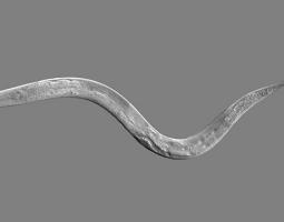 ScienceCasts: Roundworms Have the Right Stuff