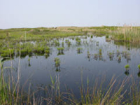 Coastal Wetland. Credit: Lamar Gore/USFWS