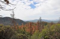 Dead and dying ponderosa (Pinus ponderosa) and sugar (P. lambertiana) pine on the Hume Lake Ranger District, Sequoia National Forest, California. Credits: USDA Forest Service