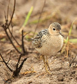 Photo of a Buff-breasted Sandpiper. Credit: Tim Lenz from Ithaca