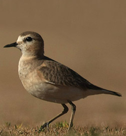 Photo of the Mountain Plover, Charadrius montanus. Photo Credit: Seabamirum.