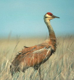 Photo a Sandhill Crane. Photo Credit: U.S. Fish and Wildlife Service.