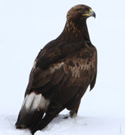 Photo of a Golden Eagle (Aquila chrysaetos). Credit: U.S. Fish and Wildlife Service