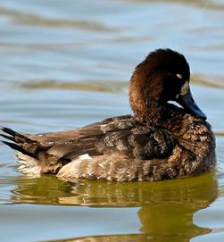 Photo of a Great Scaup. Photo Credit: Brendan Lally