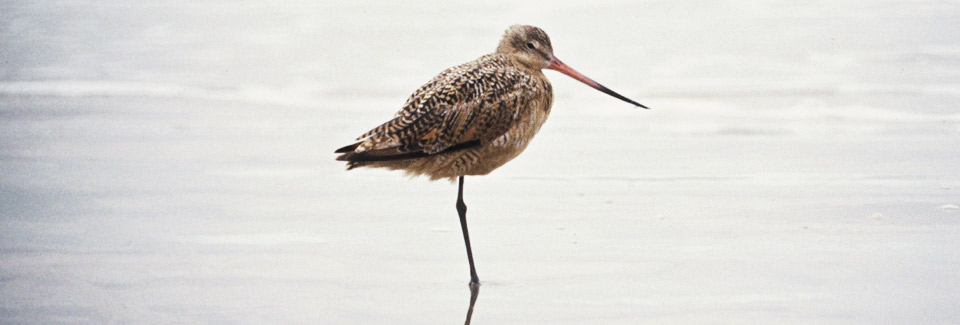 Photo of Marbled Godwit. U.S. Fish and Wildlife Service.