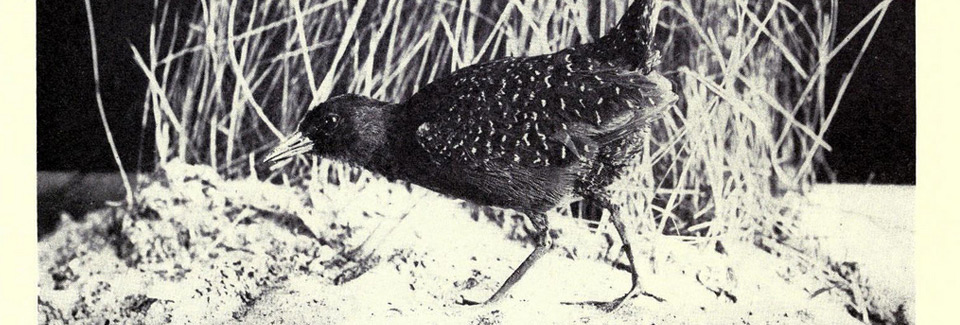 Photo of a Black Rail. Credit: Arallyn! - Ephemeral Scraps - Flickr