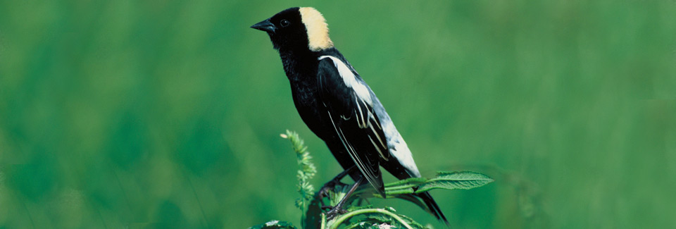 Thumbnail photo of a Bobolink. Photo Credit: USFWS.