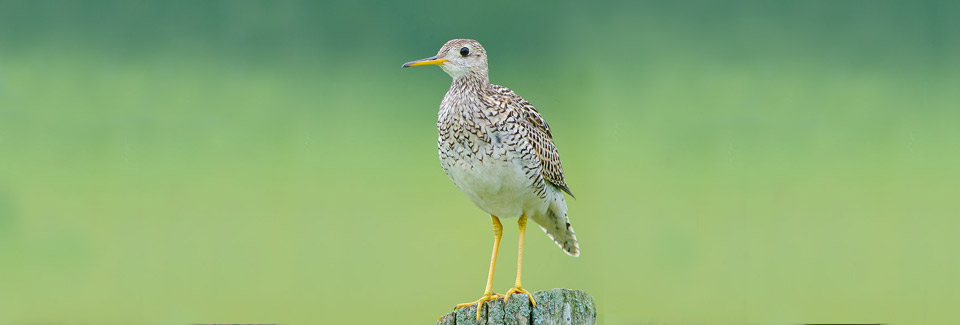 An Upland Sandpiper (Bartramia longicauda) perched on a fence post. Photo Credit: User Johnath (Wikipedia).