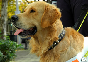 A happy working dog