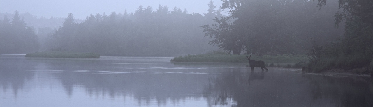 A moose in fog, wading in Haskell Deadwater, Maine Woods.