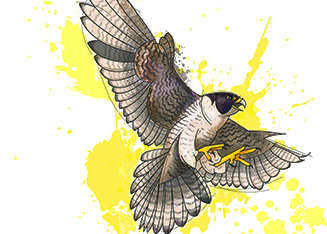 MB100 falcon Drawing /USFWS