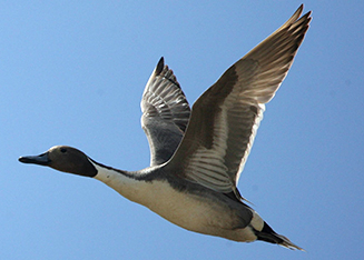 Northern Pintail in Southeastern North Dakota 
Photo by Chris Nicolai.