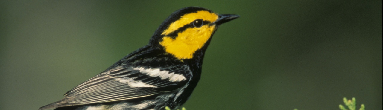 A golden-cheeked warbler.