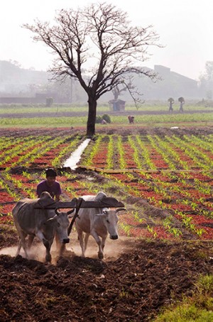 A farmer ploughs his field in a village in West Bengal, India. The Securing Water for Food Grand Challenge for Development is helping harness ideas that have the potential to enable developing world farmers to grow more food with less water, or to make more water available for agriculture.