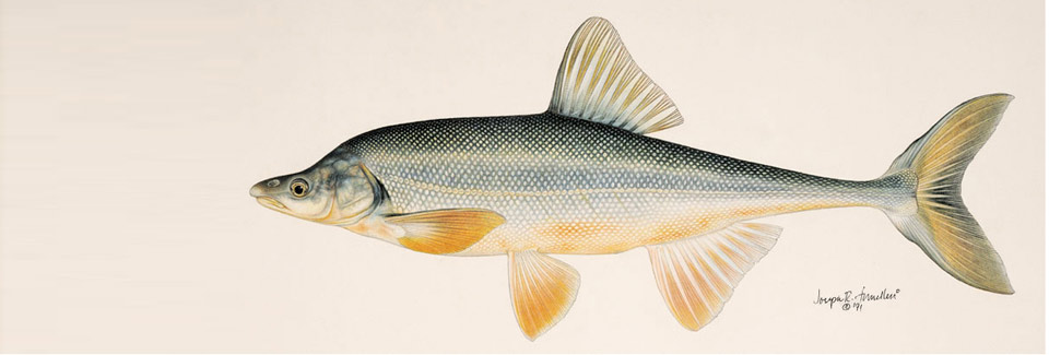 Illustration of a Humpback Chub. Credit: coloradoriverrecovery.org