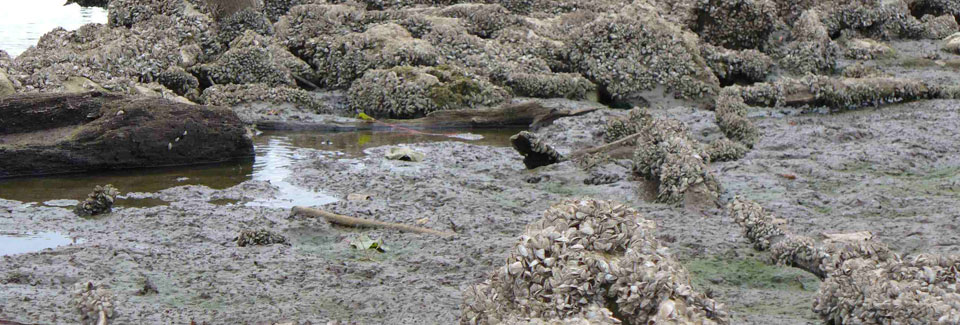 Complete invasion of zebra mussels at the El Dorado Reservoir. Credit: USFWS.