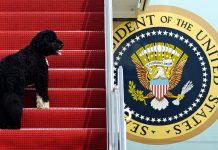 Cachorro na escada de um avião (© AP Images)